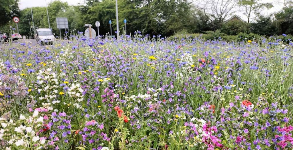 Transforming Basildon’s Green Spaces